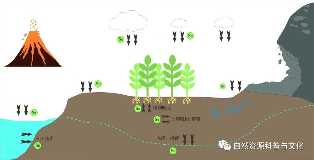 富硒大米好处(大米含硒有什么好处)-硒宝网
