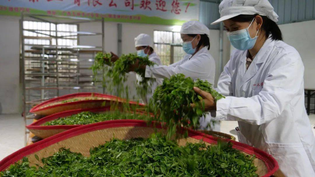 石台县富硒茶（石台富硒）-硒宝网