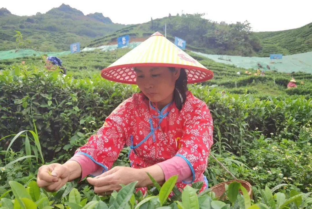 石台县富硒茶（石台富硒）-硒宝网