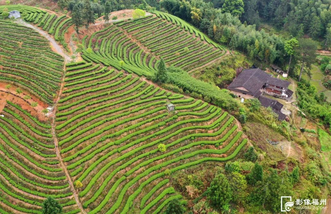 石台县富硒茶（石台富硒）-硒宝网