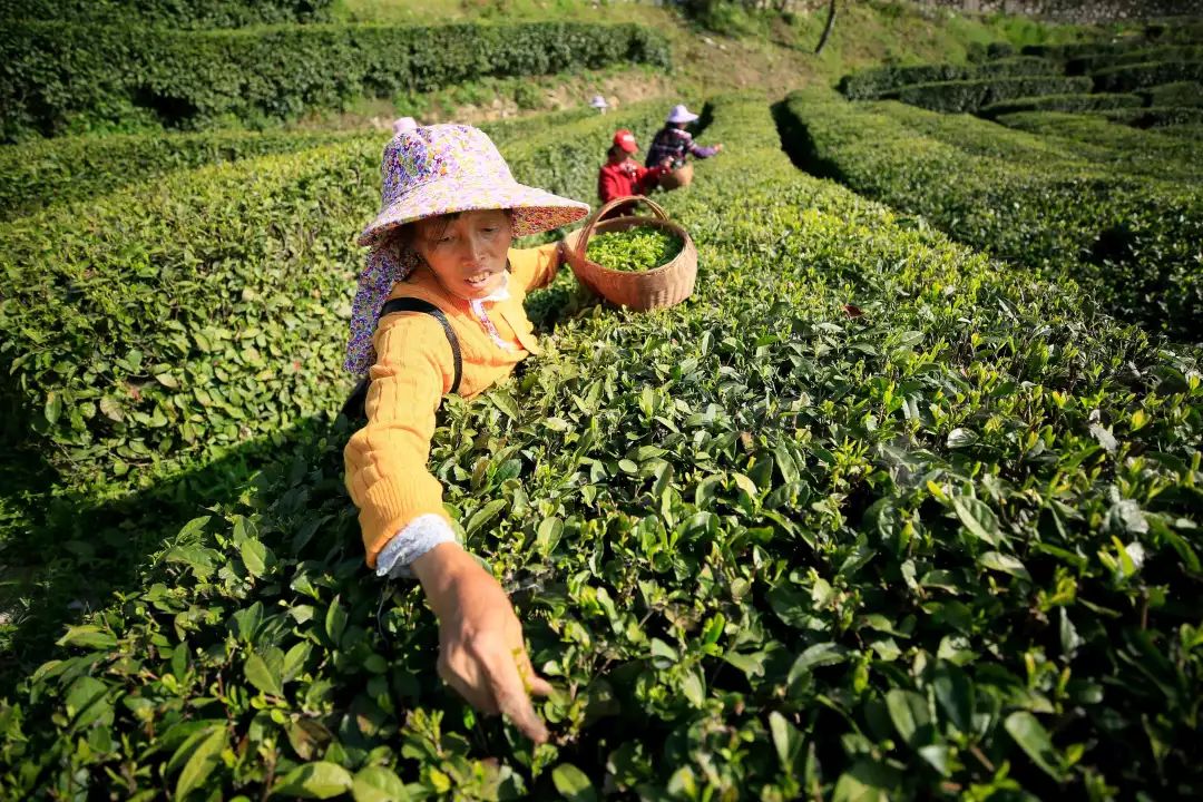 恩施富硒贡茶(湖北恩施贡茶)-硒宝网
