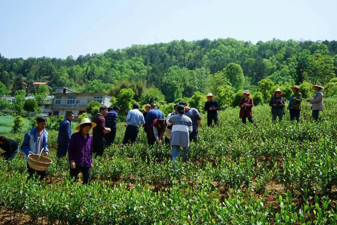 恩施富硒贡茶(湖北恩施贡茶)-硒宝网
