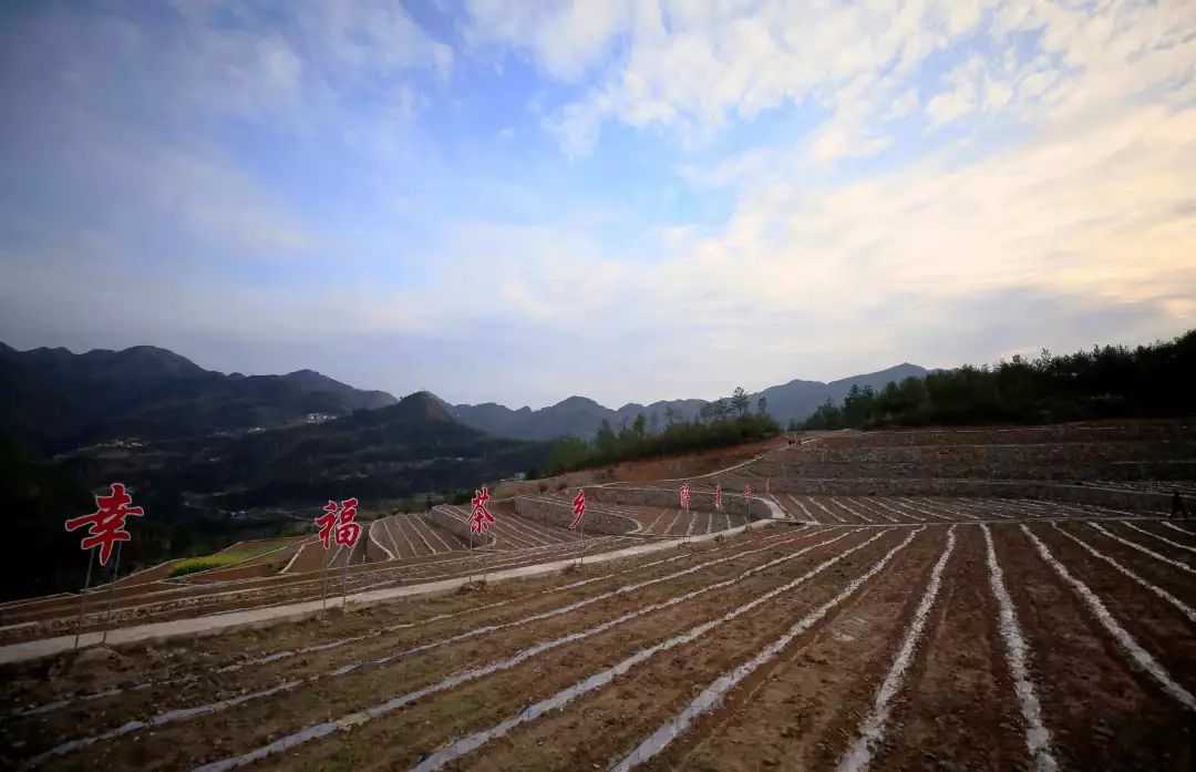 恩施富硒贡茶(湖北恩施贡茶)-硒宝网