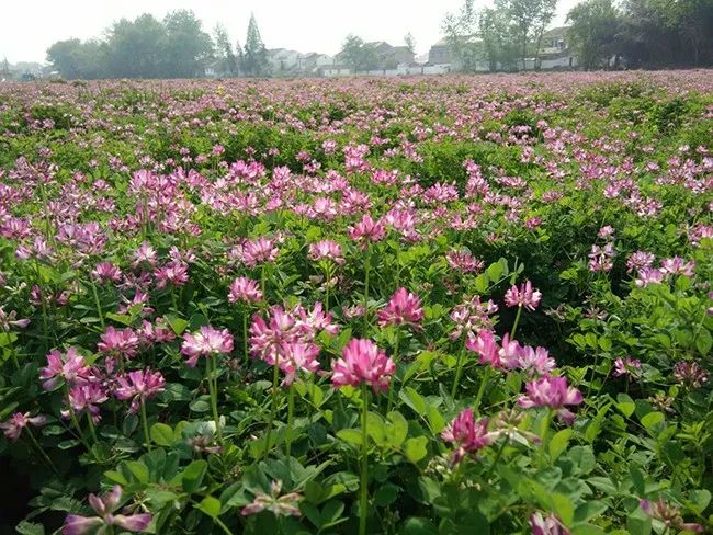 石台富硒大米(石台富硒米的功效与作用)-硒宝网