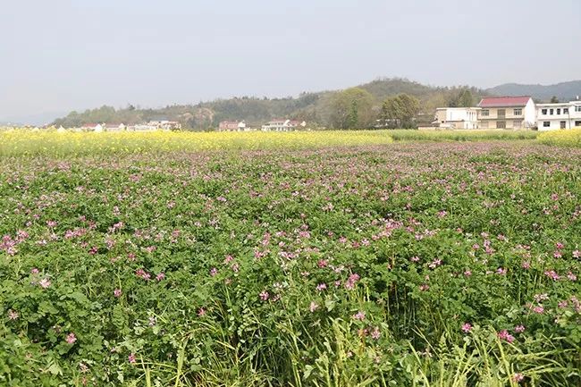 石台富硒大米(石台富硒米的功效与作用)-硒宝网