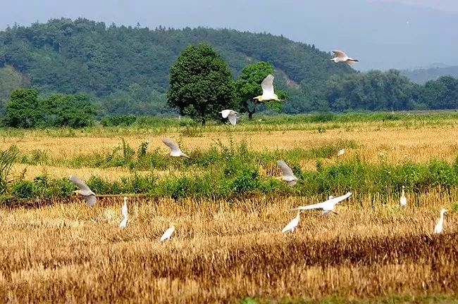 石台富硒大米(石台富硒米的功效与作用)-硒宝网