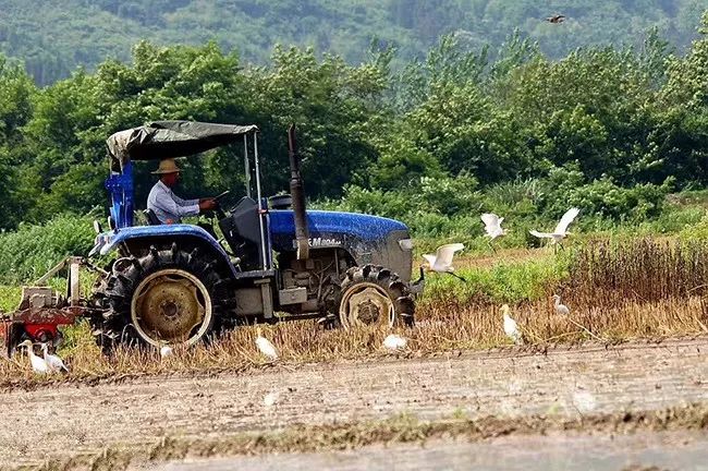石台富硒大米(石台富硒米的功效与作用)-硒宝网
