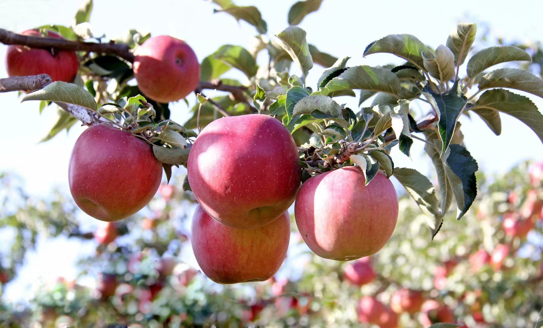 珲春富硒大米（富硒大米好在哪）-硒宝网