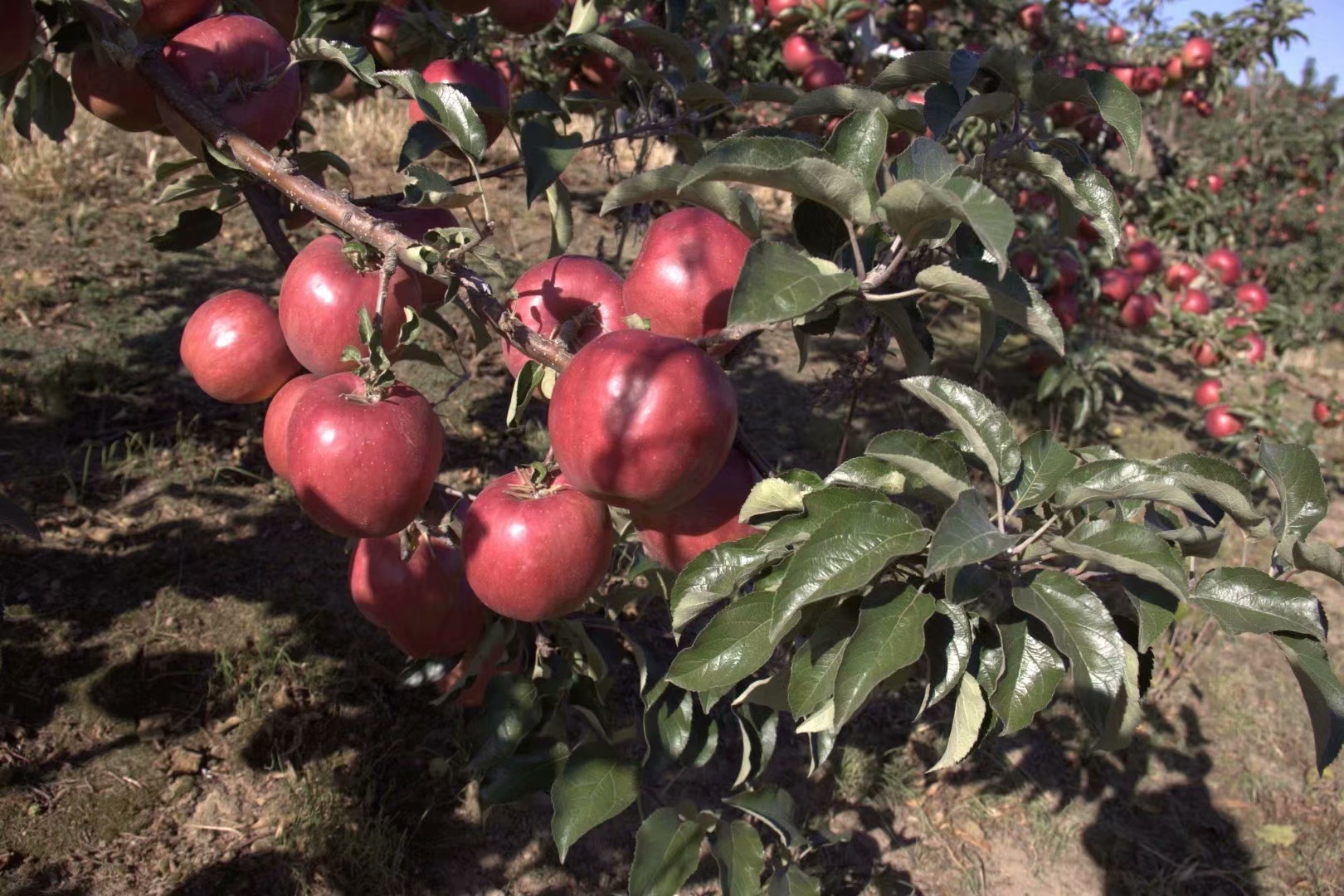 珲春富硒大米（富硒大米好在哪）-硒宝网