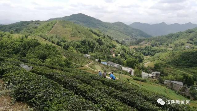 南宫山富硒茶(南宫山富硒茶)-硒宝网