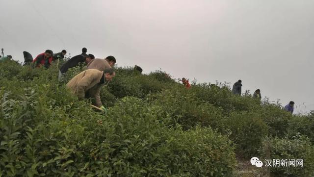 南宫山富硒茶(南宫山富硒茶)-硒宝网