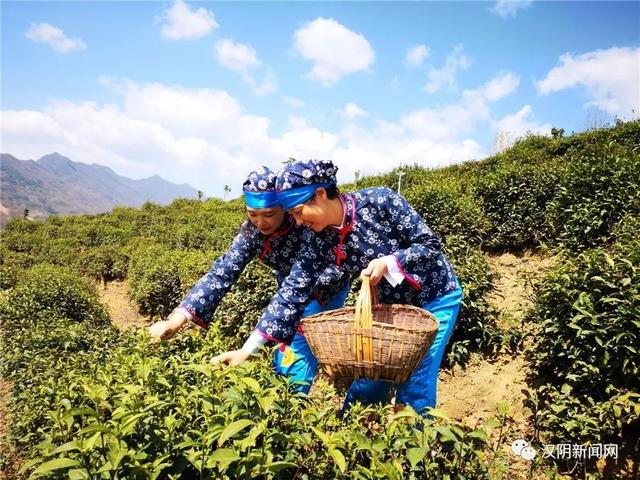 南宫山富硒茶(南宫山富硒茶)-硒宝网