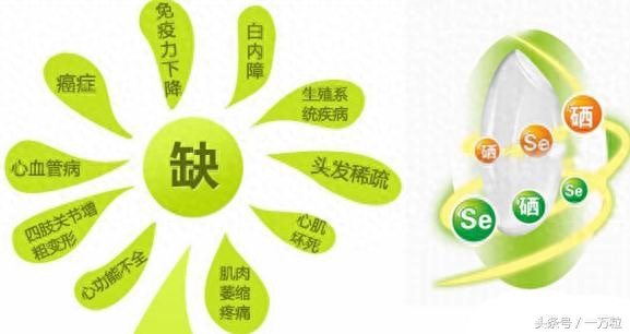 补硒的营养品(补硒的营养品)-硒宝网