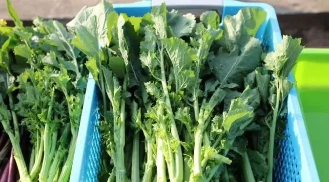 什么蔬菜补硒（什么蔬菜补硒效果最好）-硒宝网