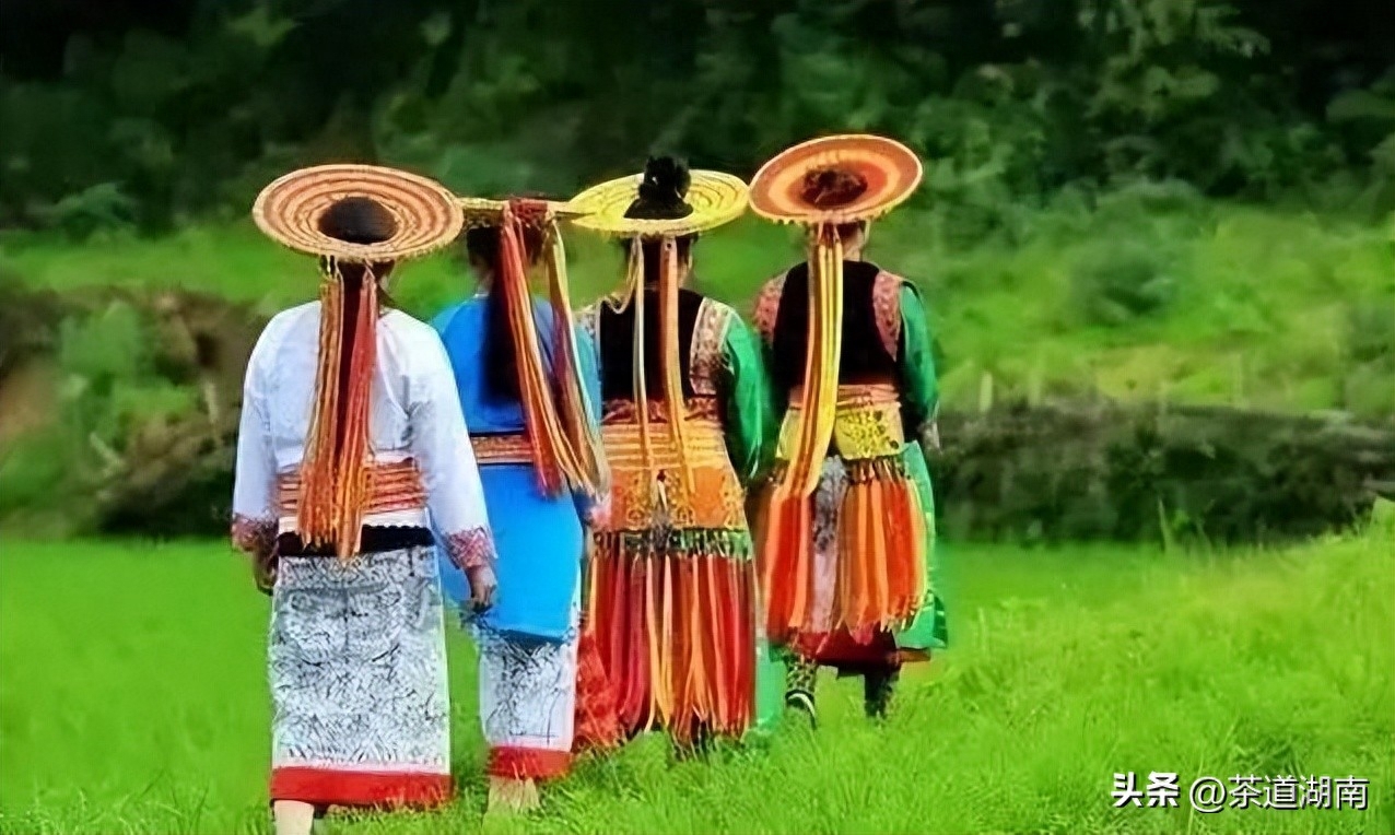 仙寓富硒野茶（仙寓山野茶）-硒宝网
