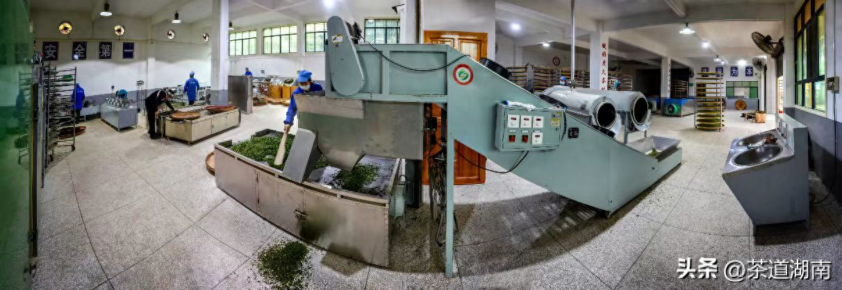 仙寓富硒野茶（仙寓山野茶）-硒宝网