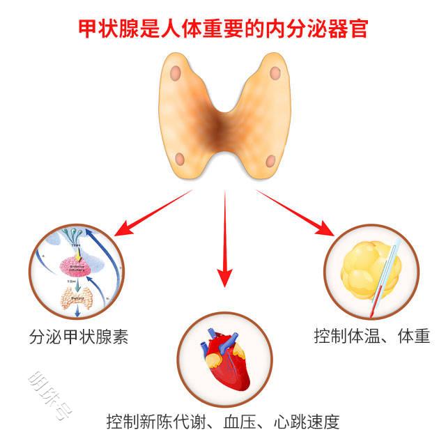 甲亢补什么硒（甲亢补硒）-硒宝网