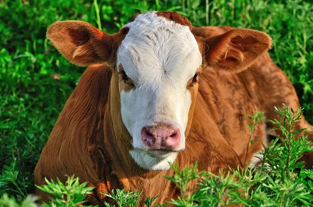 牛犊怎样补硒(牛犊怎样补硒)-硒宝网