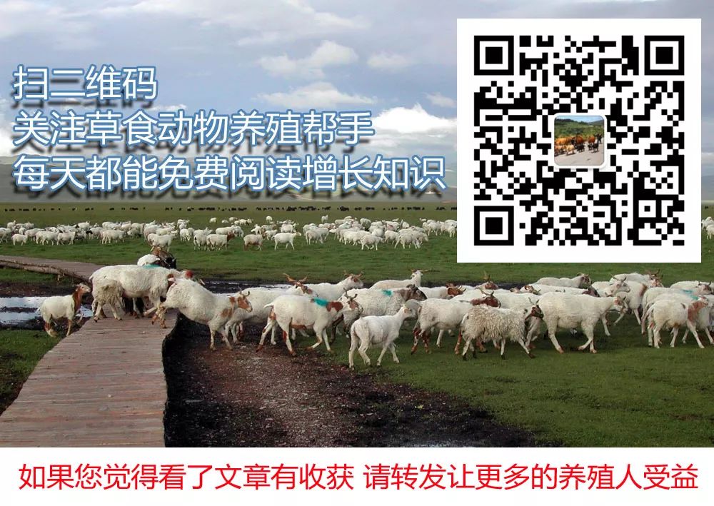 牛犊怎样补硒(牛犊怎样补硒)-硒宝网