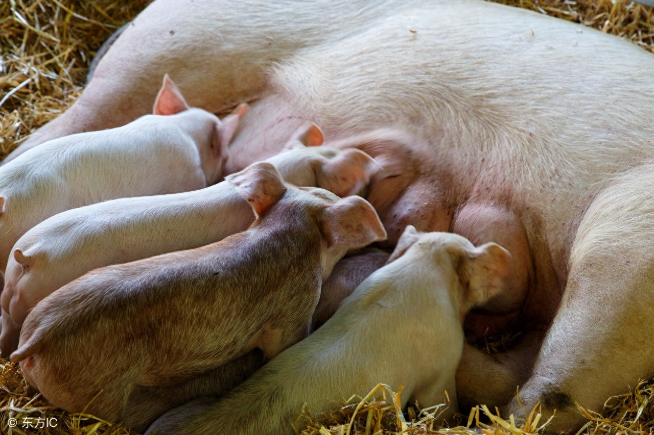 仔猪补硒剂量（剂量补仔猪硒多少钱）-硒宝网