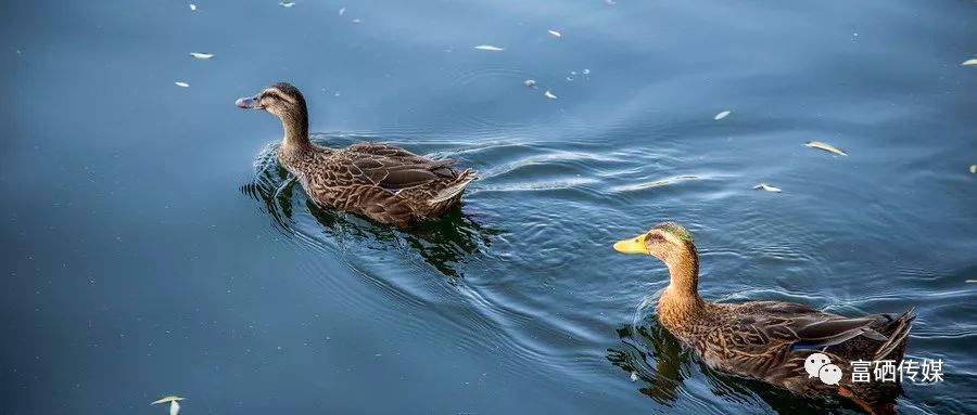 支气管炎补硒(支气管炎补硒)-硒宝网