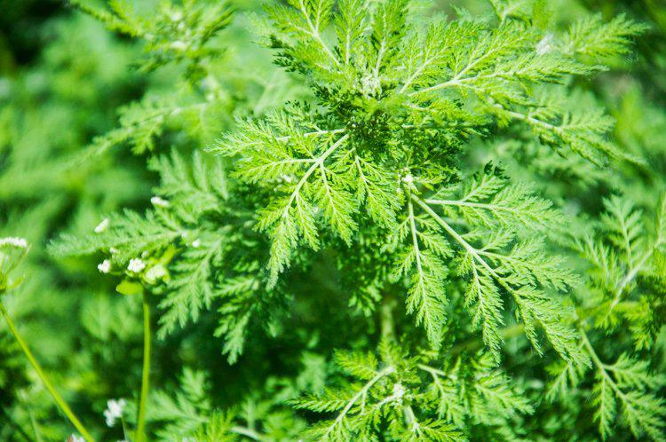 松花粉补硒吗(硒松花粉的功效与作用)-硒宝网