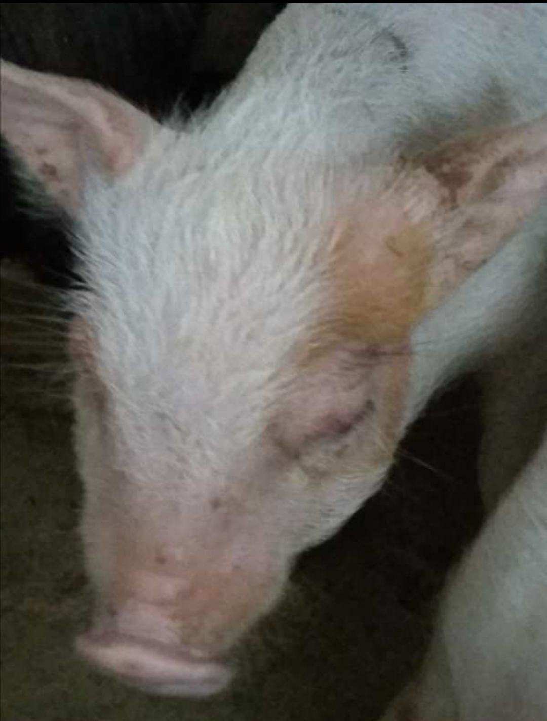 仔猪怎么补硒（仔猪补硒八天可以吗）-硒宝网