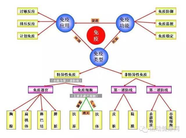 补硒 免疫力(硒提高人体免疫力)-硒宝网