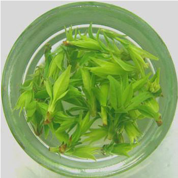 补硒茶补硒吗(补硒茶里面有什么配料)-硒宝网