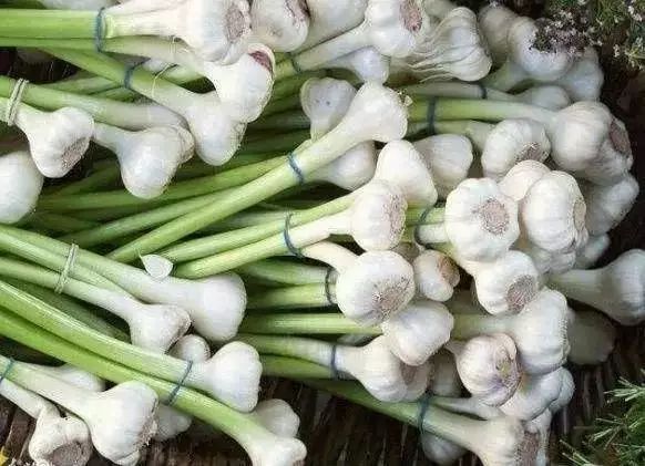 硒酵母片补硒(硒酵母的作用和补硒的好处)-硒宝网