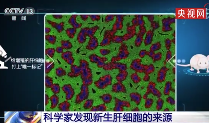 硒酵母补硒吗（硒酵母补硒效果好吗）-硒宝网