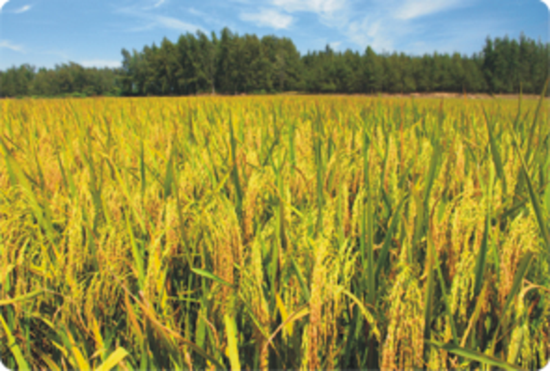 吃硒米补硒吗（吃硒米补硒吗）-硒宝网