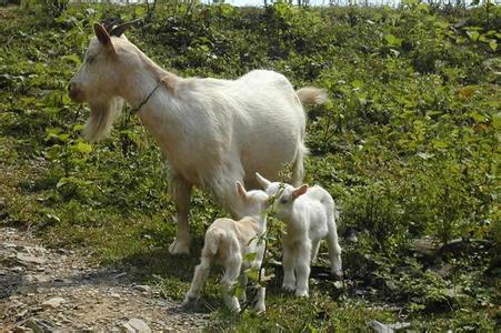 牛羊怎么补硒(牛羊补硒的方法)-硒宝网