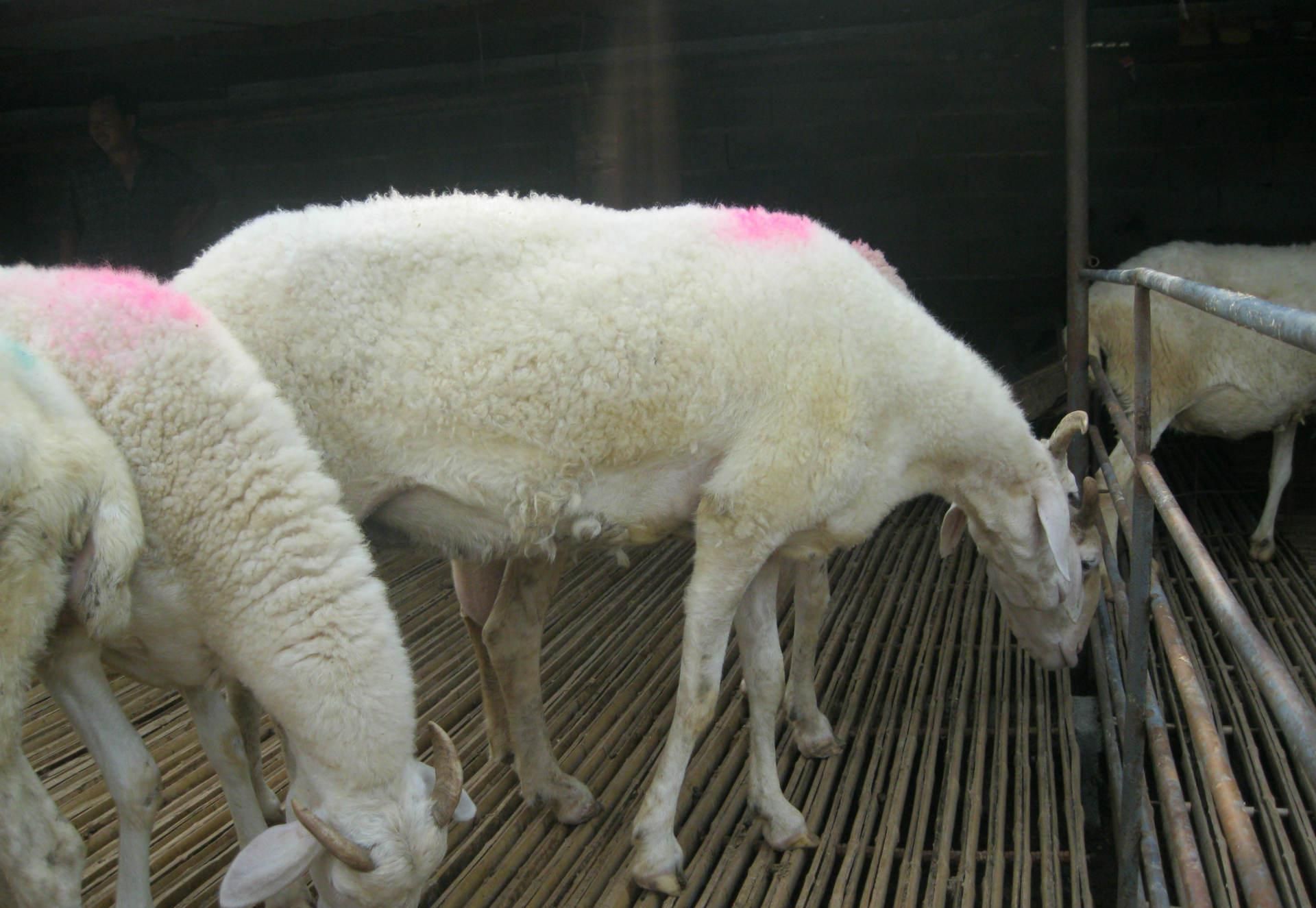 牛羊怎么补硒(牛羊补硒的方法)-硒宝网