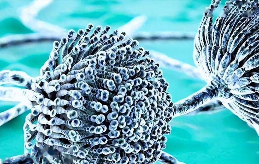 长期补硒致癌(致癌补长期硒片有用吗)-硒宝网