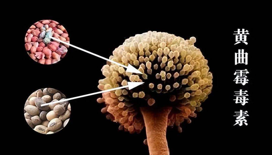 长期补硒致癌(致癌补长期硒片有用吗)-硒宝网