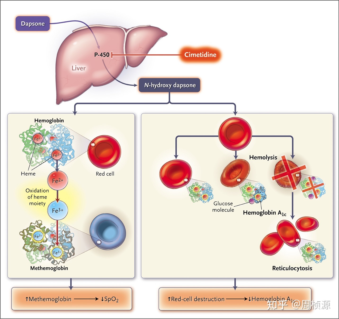 补硒食物桥本(补硒食物桥本)-硒宝网