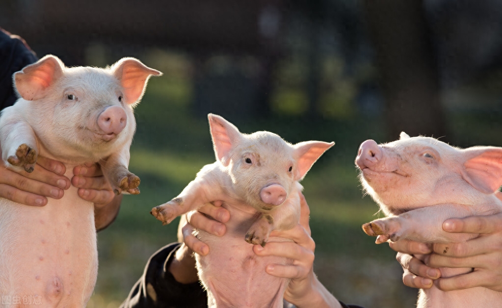 仔猪补几次硒(仔猪补硒多了什么症状)-硒宝网
