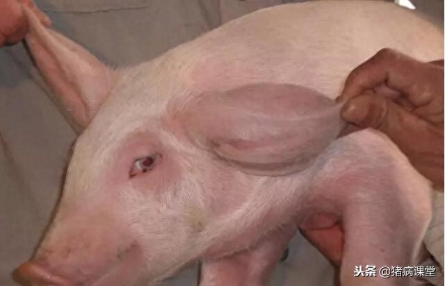 仔猪补几次硒（仔猪补硒八天可以吗）-硒宝网