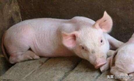 仔猪补几次硒（仔猪补硒八天可以吗）-硒宝网