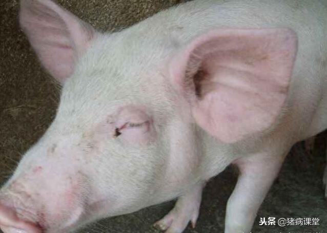 仔猪补几次硒（仔猪补硒八天可以吗）-硒宝网