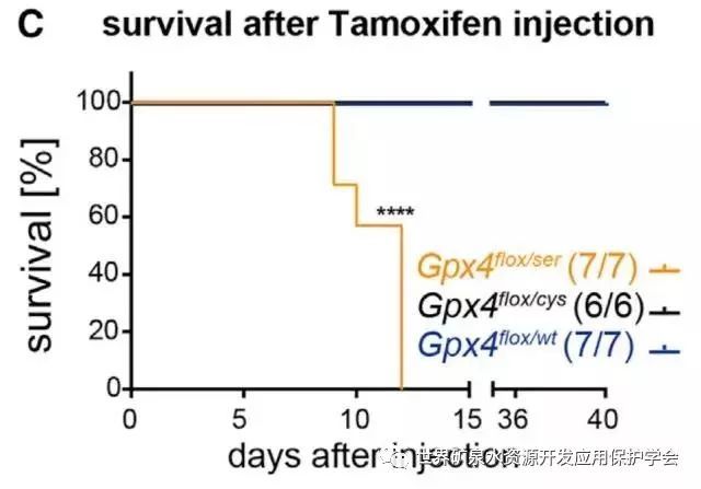补锌补硒骗局（补锌硒有什么用）-硒宝网