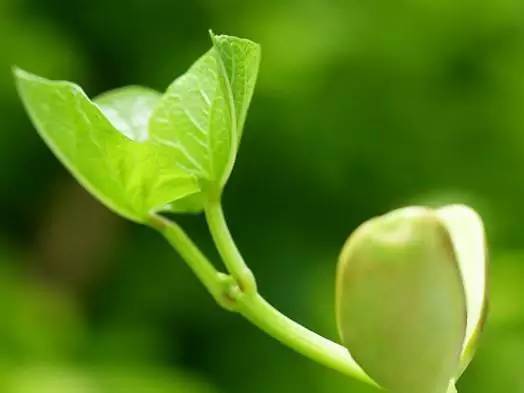 什么泡茶补硒(补硒茶真的含有硒吗)-硒宝网