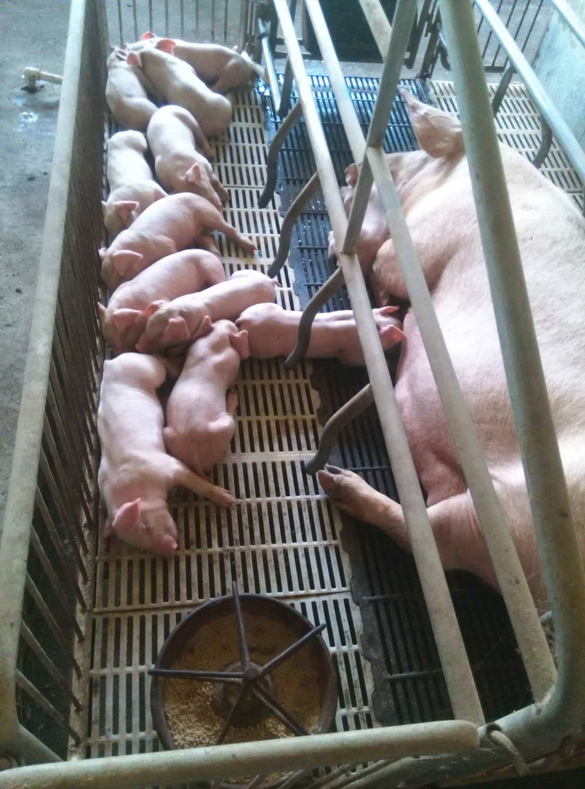 小猪补硒药物(给小猪补硒有什么好处)-硒宝网