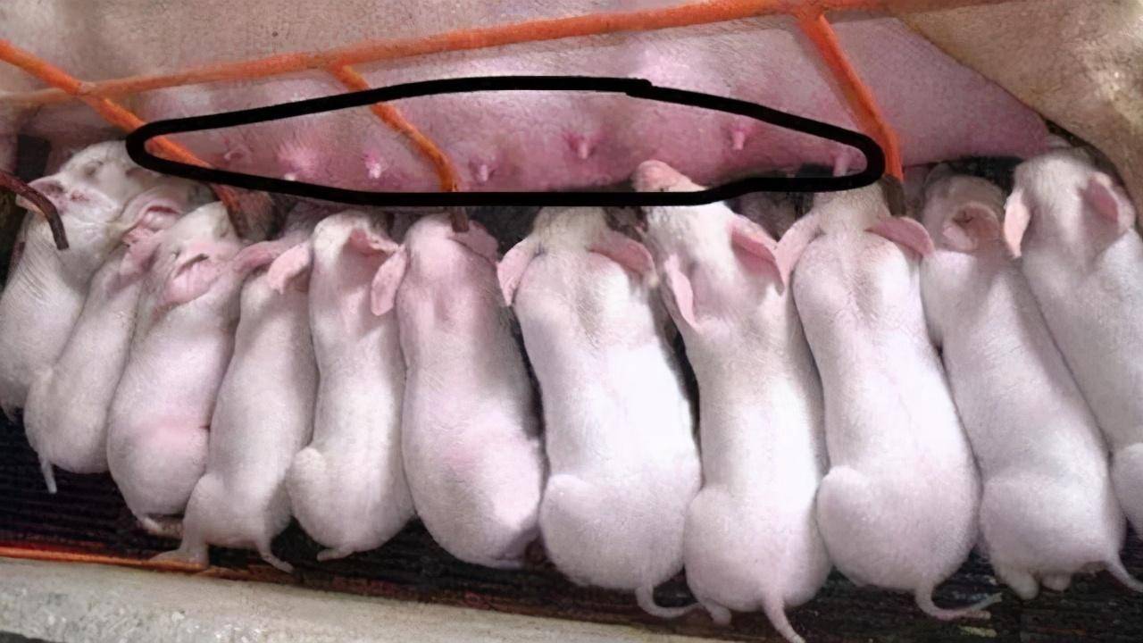 小猪补硒药物(给小猪补硒有什么好处)-硒宝网