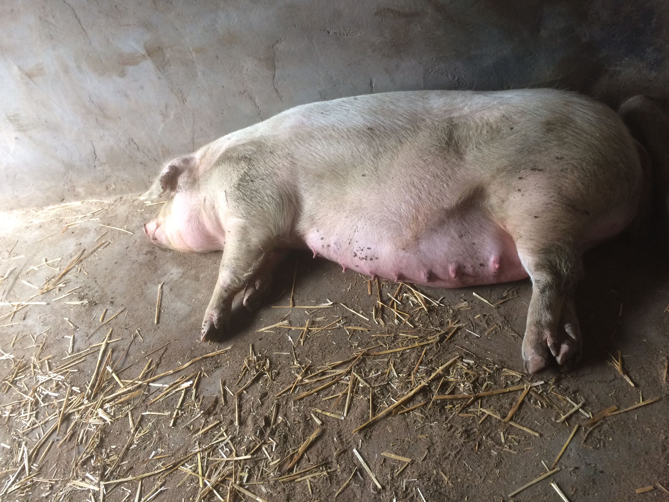 小猪补硒药物(给小猪补硒有什么好处)-硒宝网