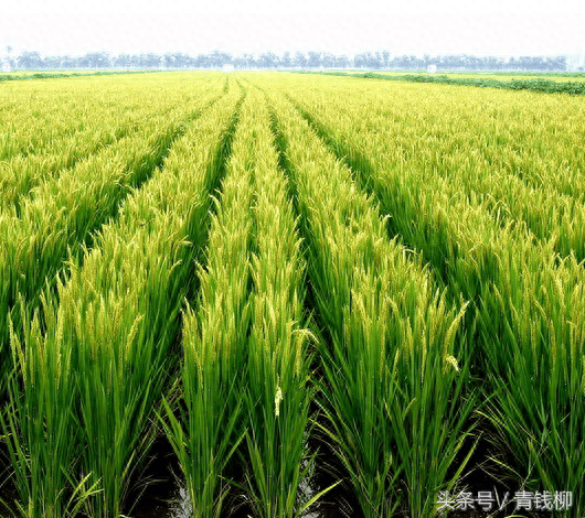 如何合理补硒（补硒的误区）-硒宝网