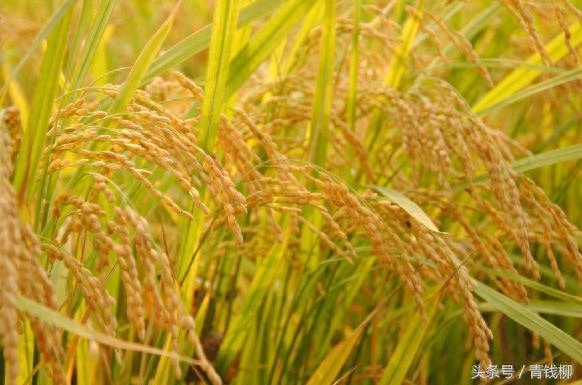 如何合理补硒（补硒的误区）-硒宝网