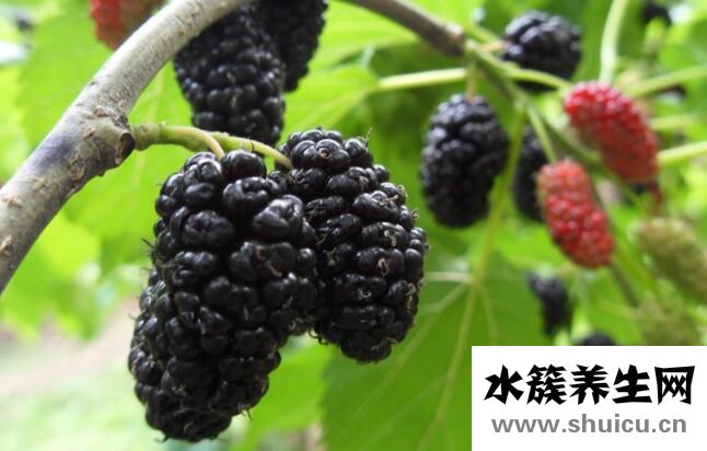 女性补硒元素（女性补硒有什么作用）-硒宝网