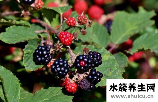 女性补硒元素（女性补硒有什么作用）-硒宝网